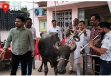 ग्वालियर: डबरा में भैंस लेकर दफ्तर पहुंचे पार्षद, बीन बजाकर किया प्रदर्शन, सीएमओ और अध्यक्ष पर बड़ा हमला