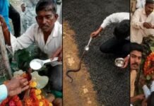 इंसानों के दिल में बस गई ‘जहरीली नागिन’, 12 दिन से इंसानों संग रह रही, चम्मच से दूध-पानी पीने लगी, लोग हाथों से ‘फन’ सहला रहे…