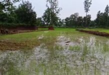 खेत तालाब योजना में गड़बड़ी का आरोप, कागजों में तालाब और मौके पर धान की फसल,