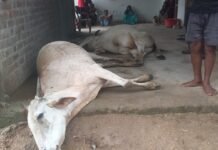 पानी पीने के ५ मिनट के भीतर दो बैलों की तड़प-तड़पकर मौत, किसान पर टूटा दु:खों का पहाड़
