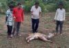 10-12 लावारिस कुत्तों ने चीतल पर किया हमला, तालाब में कूदकर बचाई जान