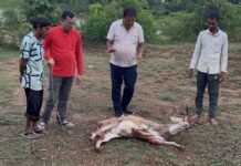 10-12 लावारिस कुत्तों ने चीतल पर किया हमला, तालाब में कूदकर बचाई जान