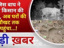 BALAGHAT NEWS: जिस बाघ ने ली किसान की जान, अब घरों की चौखट तक पहुंचा…! PADMESH NEWS BALAGHAT