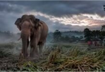 छिंदवाड़ा में जंगली हाथी का किसान पर हमला, 60 साल के बुजुर्ग को सूंड से उठाकर पटका, खेत में फसल रौंदी