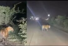 ये भोपाल है! यहां खुले आम सड़कों में घूमते हैं बाघ, टाइगर को देख खुलेआम टहलता देख हैरान हुए लोग