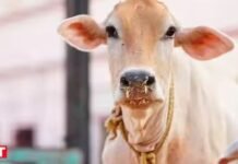 गुना में गाय को लात मारने पर बुजुर्ग से जमीन पर नाक रगड़वाकर मंगवाई माफी, पुलिस की भूमिका पर उठे बड़े सवाल