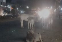 हादसों को दावत देते आवारा मवेशी, हाईवे मार्ग बना मवेशियों का आशियाना