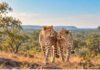 Kuno National Park: देसी और विदेशी चीते बन गए हैं ‘ब्रो’,चार साल में बने उनके दो घर; कूनो जंगल में अब भारतीय चीतों की है धाक