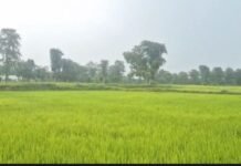 धान की फ सल में माऊ बीमारी का बढ़ता प्रकोप, किसान चिंतित