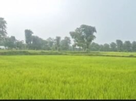 धान की फ सल में माऊ बीमारी का बढ़ता प्रकोप, किसान चिंतित