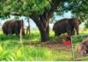 साथी की मौत के बाद फफक-फफक कर रोया हाथी, फिर शव के पास बैठा रहा, मऊगंज में बेजुबान की हालत रुला देगी