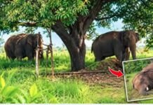 साथी की मौत के बाद फफक-फफक कर रोया हाथी, फिर शव के पास बैठा रहा, मऊगंज में बेजुबान की हालत रुला देगी