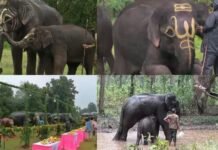 नन्हें कृष्णा की अठखेलियों ने लूटी महफिल…नदी में मस्ती, तेल मालिश और खातिरदारी, बांधवगढ़ में हाथियों की 5 दिन की ‘छुट्टियां’