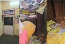 छतरपुर CMHO कार्यालय में आवारा कुतिया ने जन्मे 6 पिल्ले, फाइलों के बीच डेरा देख भड़के कलेक्टर; लगाई फटकार