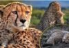 Kuno National Park: मुश्किल से भरी है मादा चीता निर्वा की जिंदगी, 19 महीने के शावक की मौत के बाद टूटी