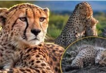 Kuno National Park: मुश्किल से भरी है मादा चीता निर्वा की जिंदगी, 19 महीने के शावक की मौत के बाद टूटी