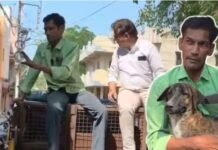 आवारा कुत्तों को पकड़ने पहुंची टीम के पिंजरे पर चढ़ गए डॉग लवर, पालतू बताकर छुड़ा ले गए, खाली हाथ लौटी टीम