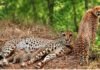 Kuno National Park: भारत और बोत्सवाना के चीते में हुई दोस्ती, खून का रिश्ता नहीं फिर भी है पक्की यारी, जबरदस्त है भौकाल