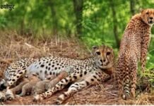 Kuno National Park: भारत और बोत्सवाना के चीते में हुई दोस्ती, खून का रिश्ता नहीं फिर भी है पक्की यारी, जबरदस्त है भौकाल