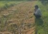 प्रशासनिक कार्यवाही का शिकार हुआ गरीब किसान पन्नालाल