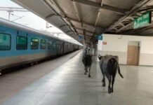 प्लेटफॉर्म पर भैंसें, गोबर, भोपाल में वर्ल्ड क्लास रानी कमलापति रेलवे स्टेशन का ऐसा हाल, देखकर आएगी घिन