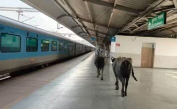 प्लेटफॉर्म पर भैंसें, गोबर, भोपाल में वर्ल्ड क्लास रानी कमलापति रेलवे स्टेशन का ऐसा हाल, देखकर आएगी घिन