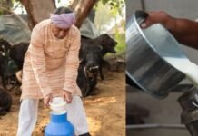 Milk Price Hike: यह दूध 8 से 10 रुपये प्रति लीटर हो सकता है महंगा, इस राज्य के कैबिनेट ने दी हरी झंडी!