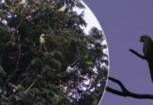 ‘तोतों का घर बचाने में 400 करोड़ रुपए खर्च होंगे’, मेट्रो रेल ने हाईकोर्ट में दिया जवाब, पुराने पेड़ों पर है मिट्ठू का आशियाना