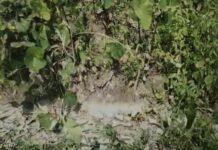 प्रशासनिक उपेक्षा की भेंट चढ़ी माइनर नहर, टेल एरिया के किसानों के खेतों तक नहीं पहुंच रहा पानी
