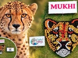Kuno National Park: कौन है मादा चीता मुखी? उम्मीद का दूसरा नाम, 70 साल बाद भारत में जन्मी, 1000 महिलाओं ने बनाई आकृति