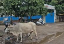 आवारा मवेशियों से सडक़ों पर बढ़ा खतरा, राहगीरों की सुरक्षा पर मंडरा रहा संकट