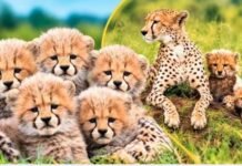 Kuno National Park: कूनो में लगातार बढ़ रहा चीता परिवार, 5 मादा चीतों के साथ नजर आए शावक; 7 अन्य से भी खुशखबरी की उम्मीद