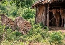 Kuno National Park: टपरी में घुसे दो चीते, चारपाई पर सो रहे पति-पत्नी ने भागकर बचाई जान, बछड़े को नहीं बचा पाए